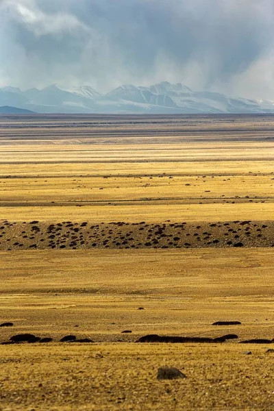Arka Planda Dağlar Olan Yabani Bir Otlağın Dikey Görüntüsü Zanda — Stok fotoğraf