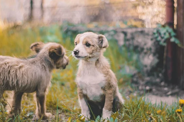 공원에서 초록빛 식물로 쳐다보는 귀여운 개들의 선택적 — 스톡 사진
