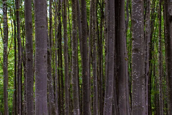 Ίσια Κοτσάνια Οξιάς Στο Δάσος — Φωτογραφία Αρχείου