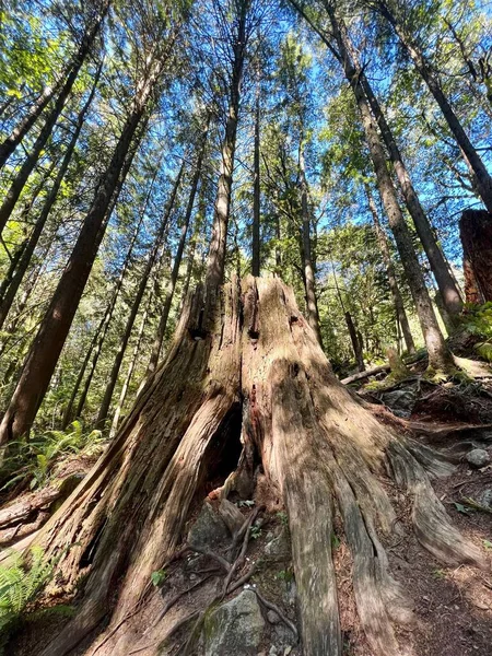 Een Close Van Een Stomp Een Bos Met Hoge Bomen — Stockfoto