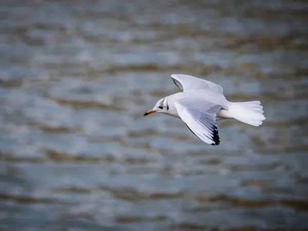 Een Close Opname Van Laridae Zeevogel Die Zee Vliegt — Stockfoto
