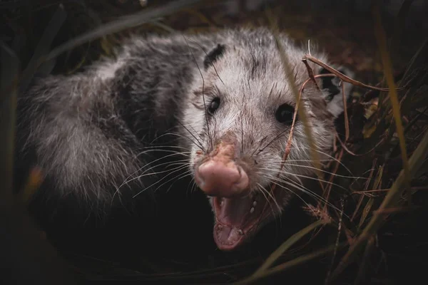 Gros Plan Opossum Avec Bouche Ouverte Regardant Vers Avant Assis — Photo