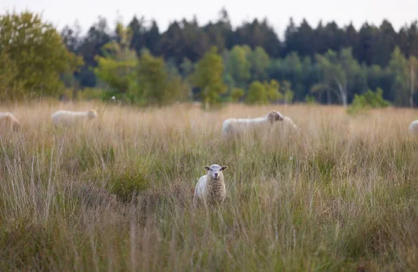 羊群在草场中的有选择的聚焦点 — 图库照片