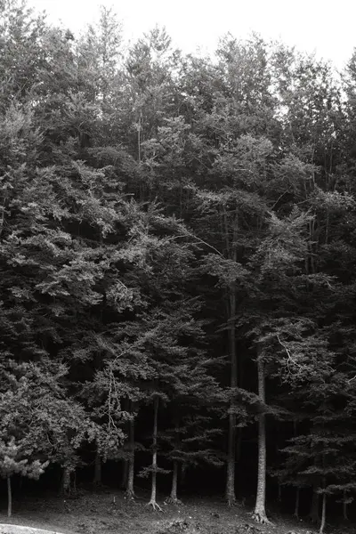 Gråskala Höga Gröna Träd Den Täta Skogen — Stockfoto