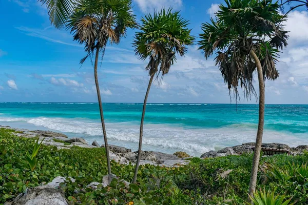 Beautiful Shot Palms Growing Beach Tulum Mexico — Stock Photo, Image