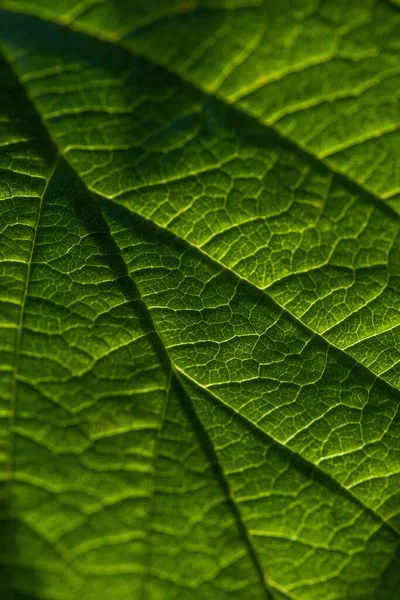 緑の葉の垂直閉鎖 自然パターン — ストック写真