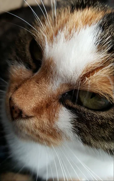 Μια Κορυφαία Θέα Μιας Τρίχρωμης Γάτας Πράσινα Μάτια — Φωτογραφία Αρχείου