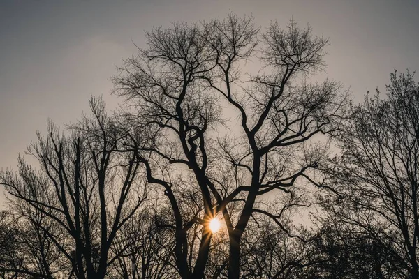 Die Silhouette Der Bäume Bei Sonnenuntergang — Stockfoto