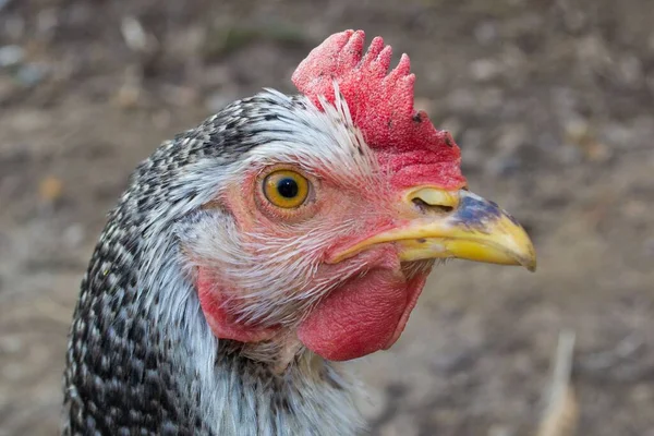 Közelkép Csirke Fejéről Homályos Háttérrel Szemben — Stock Fotó