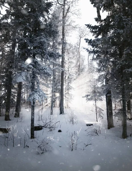 Ormandaki Karlı Ağaçların Arkasındaki Rüya Gibi Güneşin Dikey Görüntüsü — Stok fotoğraf