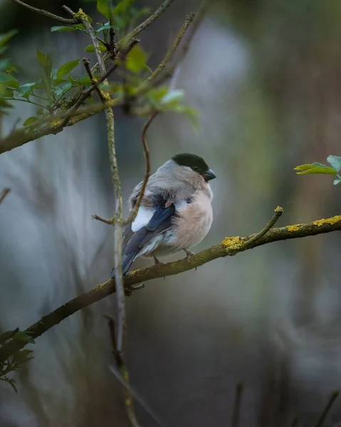 木の枝に垂直方向の鳥のショット — ストック写真