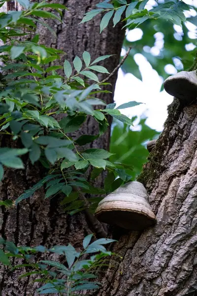 Beautiful View Tree Trunk Part Polypore Mushrooms — Stock Photo, Image