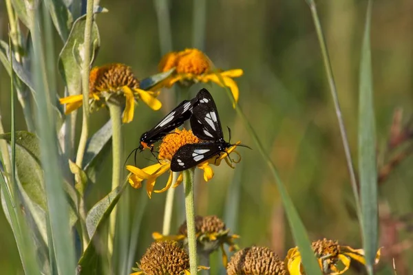 Närbild Svartvita Gnophaela Vermiculata Fjärilar Gul Blomma — Stockfoto