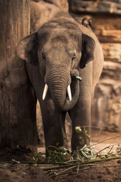 Disparo Vertical Lindo Elefante Asiático Elephas Maximus Comiendo Hojas Sobre — Foto de Stock