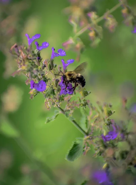 Mavi Bir Çiçekte Bir Arı Makrosu — Stok fotoğraf