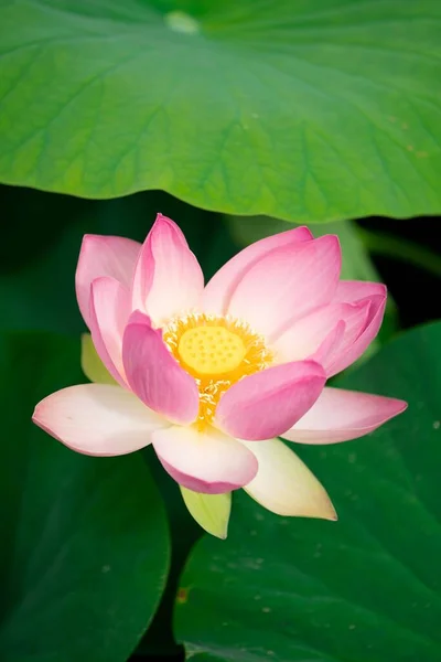 Vertical Closeup Shot Blooming Pink Water Lily Flower — Stock Photo, Image