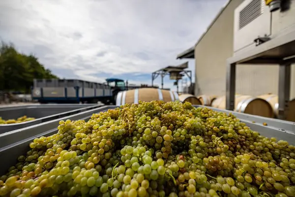 Box Full Fresh Grapes Barrels Background Winery Factory — Stock Photo, Image