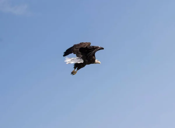 Ein Adler Gewinnt Höhe Blauen Himmel — Stockfoto