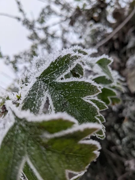 一片片覆盖着霜冻的绿树叶子 — 图库照片
