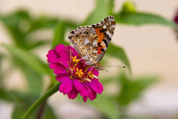 陽の光が差し込む庭のジニアの花に舞う美しい蝶のクローズアップ — ストック写真
