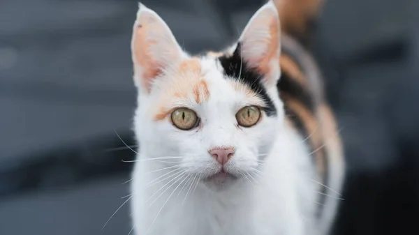 かわいいカリコ猫のクローズアップポートレート — ストック写真