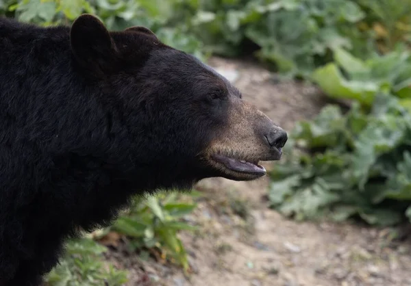 Азиатский Черный Медведь Ursus Thibetanus Зоопарке Pairi Daiza Бельгии — стоковое фото