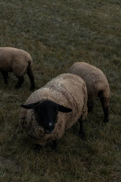 毛茸茸的萨福克羊在绿地里吃草的垂直镜头 — 图库照片