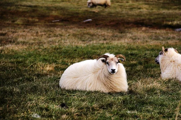 Белая Овца Лежащая Зеленом Поле — стоковое фото