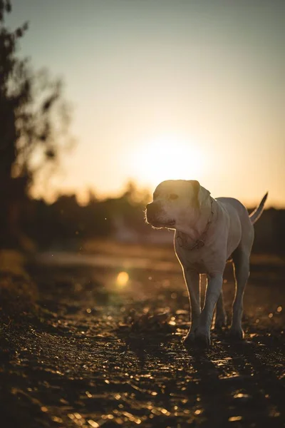 Selective Focus Shot White Labrador Retriever Outdoors Sunset — Stock Photo, Image
