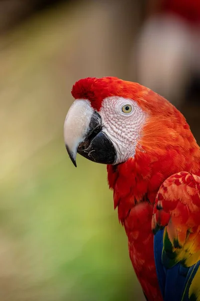 Zbliżenie Głowy Papugi Ara Rozmytym Tle — Zdjęcie stockowe