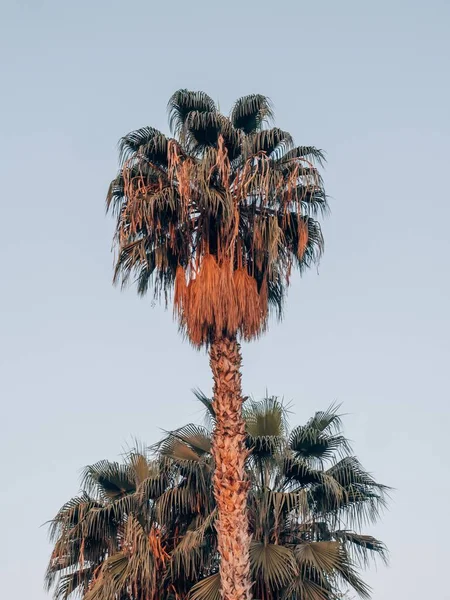 Uma Palmeira Contra Pôr Sol Marrakech Marrocos — Fotografia de Stock