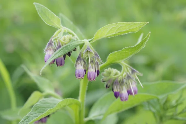 Stock image A selective focus shot of the purple hanging flowers of Symphytum officinale plant