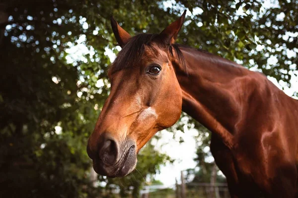 Vacker Närbild Häst Ansikte Fältet — Stockfoto