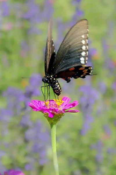 Güzel Siyah Bir Kelebek Pembe Bir Çiçeğin Üzerinde — Stok fotoğraf