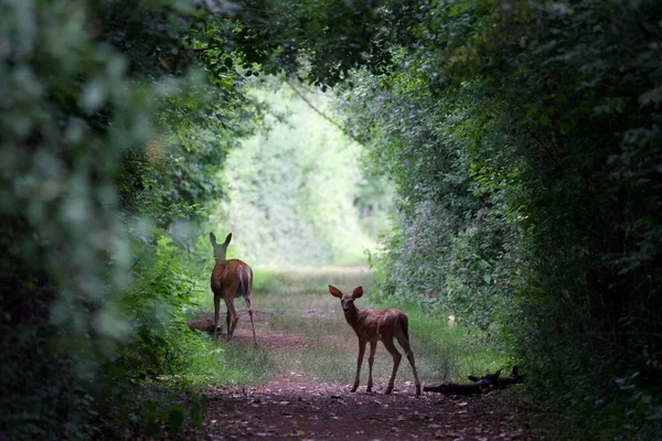 A view of beautiful deer on a road in a forest with green trees