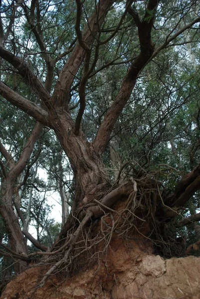 Ein Niedriger Winkel Eines Langen Komplizierten Wurzelbaums Und Äste Wald — Stockfoto