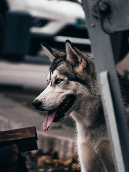 Szelektív Egy Imádnivaló Husky Dog — Stock Fotó