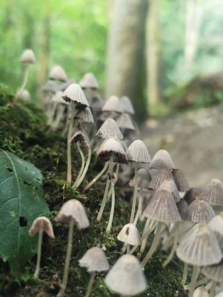 Eine Vertikale Aufnahme Von Pilzen Und Moos Die Einem Wald — Stockfoto