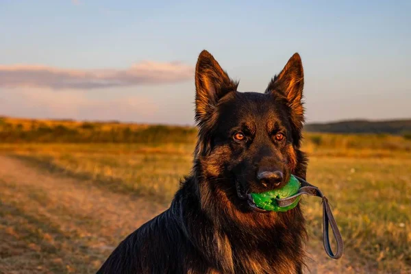 Ein Böhmischer Schäferhund Mit Einem Grünen Spielzeug Maul Auf Einem — Stockfoto