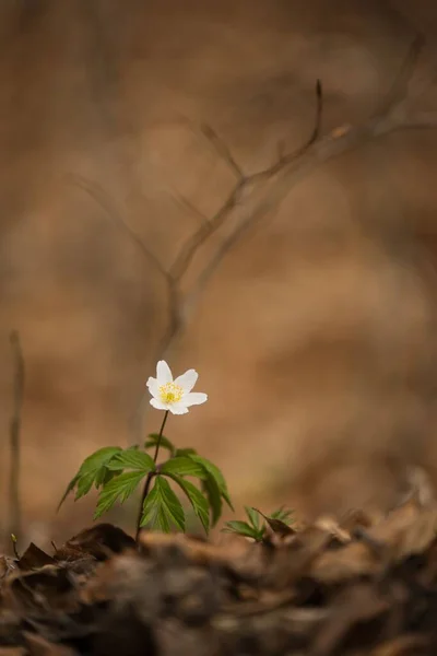 一つのイソギンチャクの花の美しいクローズアップ — ストック写真