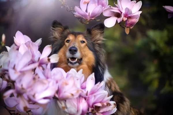 ピンク色の花を持つラフコリー犬の選択的な焦点 — ストック写真