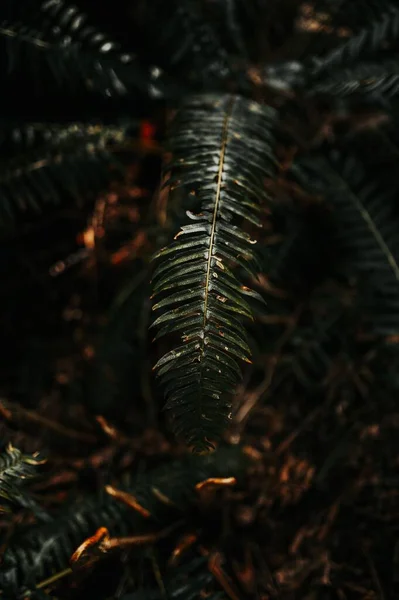 暗い森の中に緑の葉を持つシダ植物のクローズアップ — ストック写真