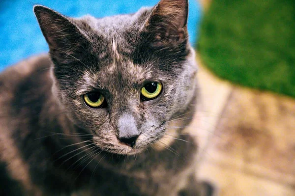 Primer Plano Lindo Gato Gris Con Ojos Amarillo Verdosos Mirando — Foto de Stock