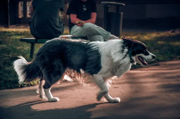 Selektywny Pies Collie Granicy Biegający Parku — Zdjęcie stockowe