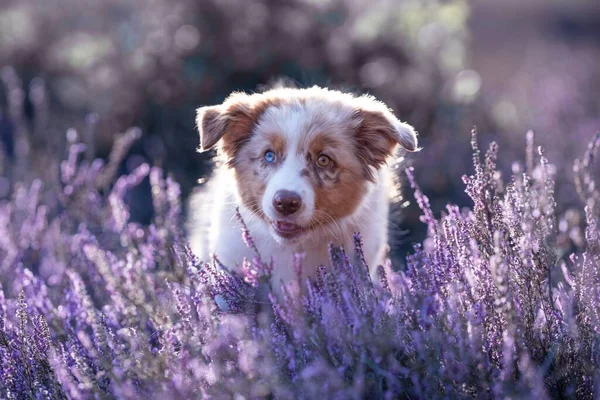 Ένα Κοντινό Πλάνο Ενός Σκύλου Border Collie Ένα Λιβάδι Λεβάντας — Φωτογραφία Αρχείου