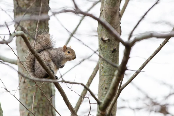 Nahaufnahme Eines Niedlichen Eichhörnchens Auf Einem Baum — Stockfoto