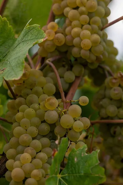 Een Verticaal Close Shot Van Druivenclusters Groeiend Een Wijngaard — Stockfoto