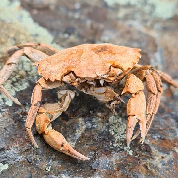 Closeup Small Dead Crab Orange Shell — Stock Photo, Image
