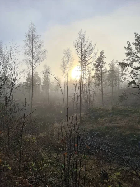 背景に太陽が輝く霧の野の背の高い木の垂直方向 — ストック写真