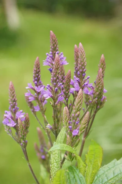 Eine Nahaufnahme Blühender Verbena Hastata Blumen — Stockfoto